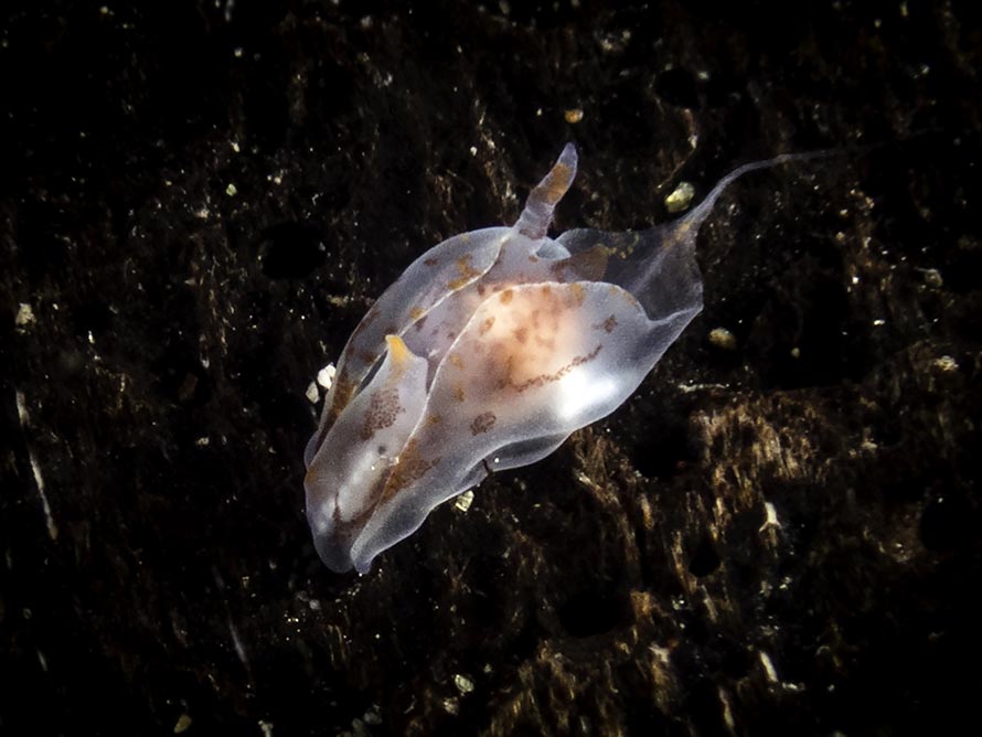 Gastropteron sp. 3